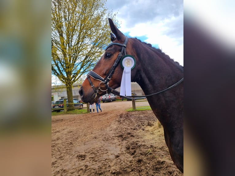 Hanoverian Gelding 5 years 16 hh Bay-Dark in Bassum