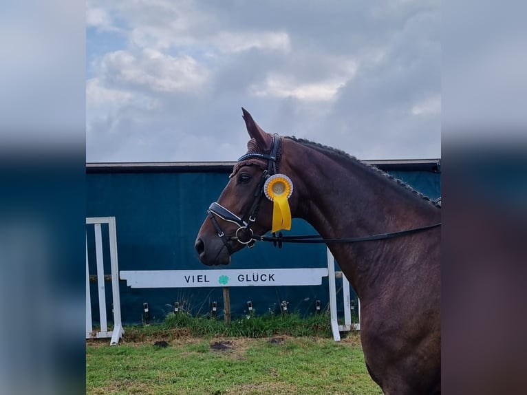 Hanoverian Gelding 5 years 16 hh Bay-Dark in Bassum