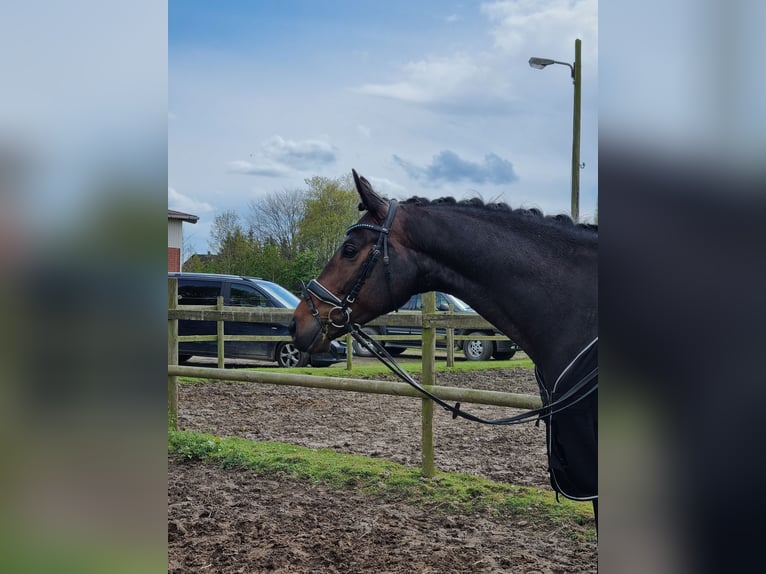 Hanoverian Gelding 5 years 16 hh Bay-Dark in Bassum