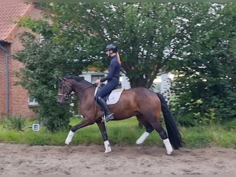 Hanoverian Gelding 5 years 16 hh Bay-Dark in Bassum