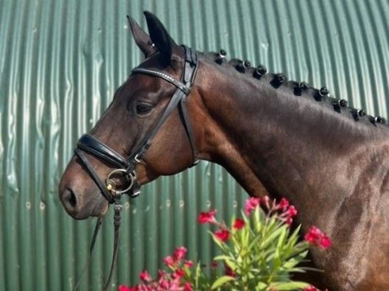 Hanoverian Gelding 5 years 16 hh Bay-Dark in Mockrehna