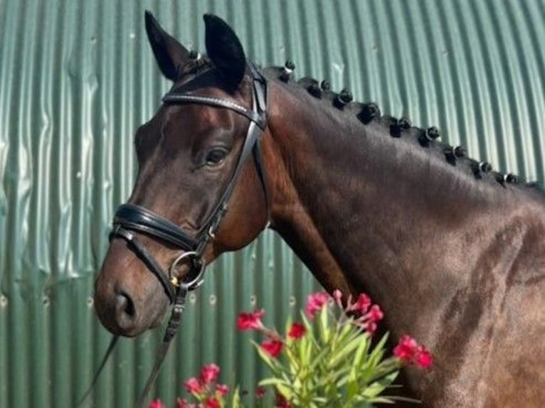 Hanoverian Gelding 5 years 16 hh Bay-Dark in Mockrehna