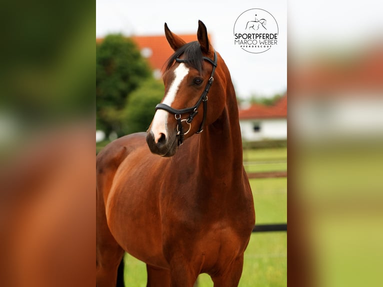 Hanoverian Gelding 5 years 16 hh Bay-Dark in Riede