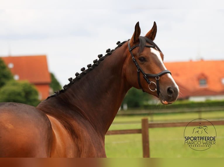 Hanoverian Gelding 5 years 16 hh Bay-Dark in Riede