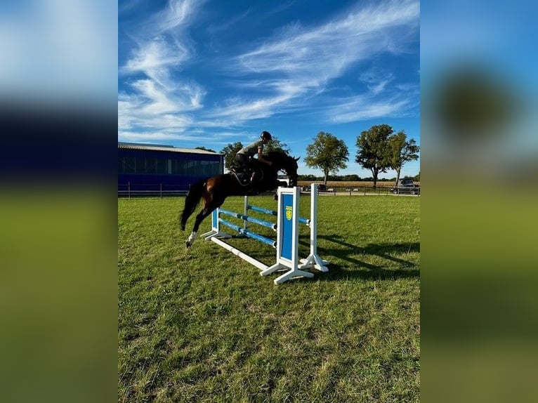 Hanoverian Gelding 5 years 16 hh Bay-Dark in Riede Hanoverian Gelding 5 years 16 hh Bay-Dark in Riede