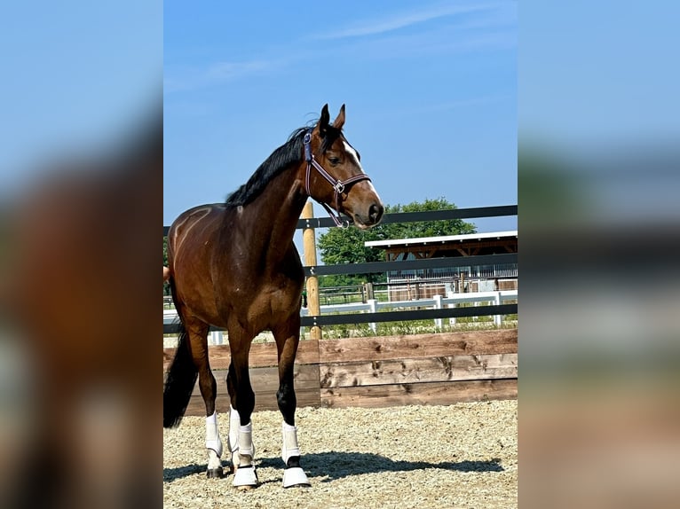 Hanoverian Gelding 5 years 16 hh Bay-Dark in Riede