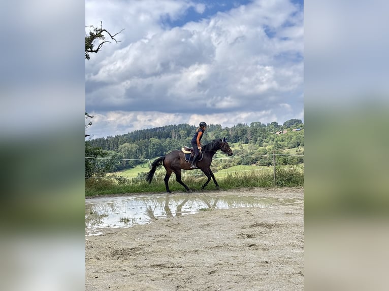 Hanoverian Gelding 5 years 16 hh Bay-Dark in Bad D&#xFC;rrheim