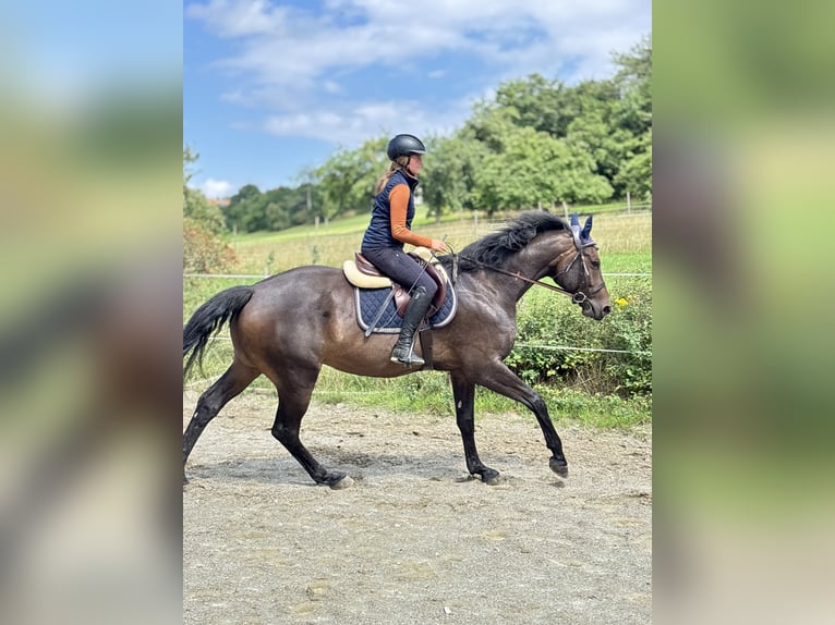 Hanoverian Gelding 5 years 16 hh Bay-Dark in Bad D&#xFC;rrheim