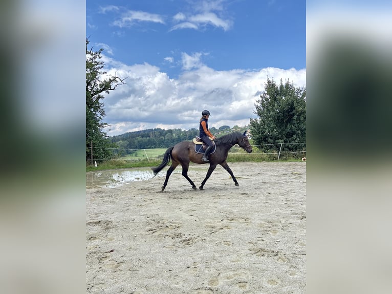 Hanoverian Gelding 5 years 16 hh Bay-Dark in Bad D&#xFC;rrheim