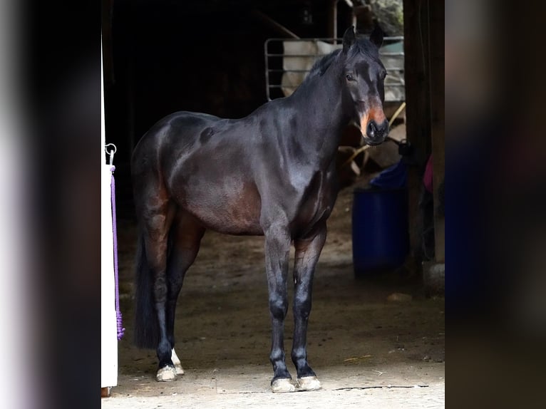 Hanoverian Gelding 5 years 16 hh Bay-Dark in Duderstadt