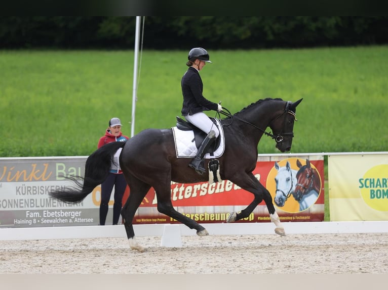Hanoverian Gelding 5 years 16 hh Black in Freilassing