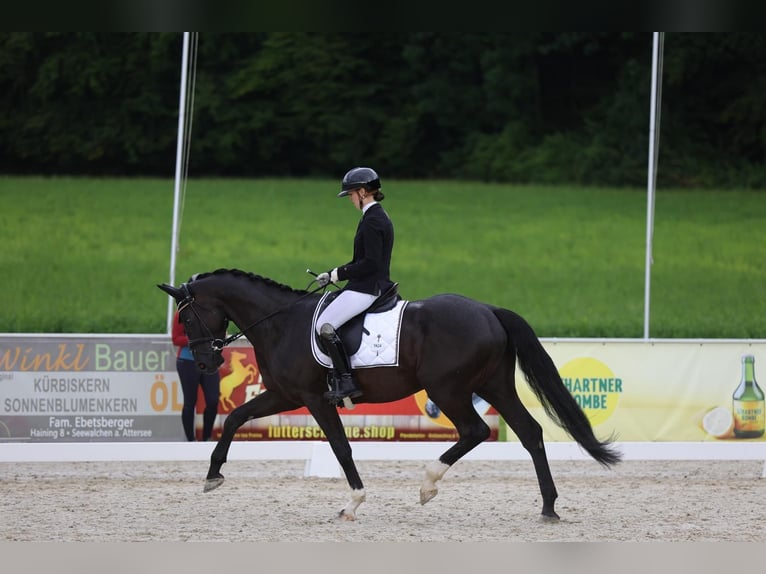 Hanoverian Gelding 5 years 16 hh Black in Freilassing