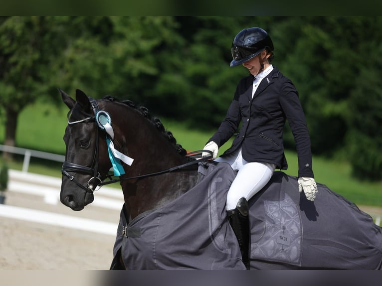 Hanoverian Gelding 5 years 16 hh Black in Freilassing