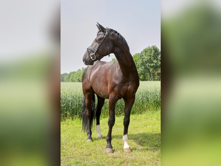 Hanoverian Gelding 5 years 16 hh Black in Freilassing