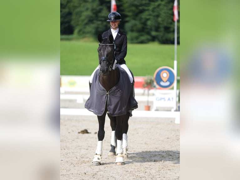 Hanoverian Gelding 5 years 16 hh Black in Freilassing