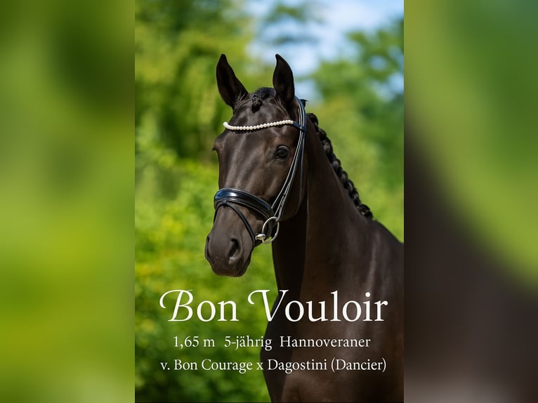 Hanoverian Gelding 5 years 16 hh Black in Rosenheim