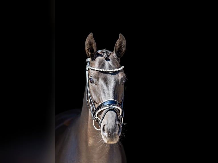 Hanoverian Gelding 5 years 16 hh Black in Rosenheim