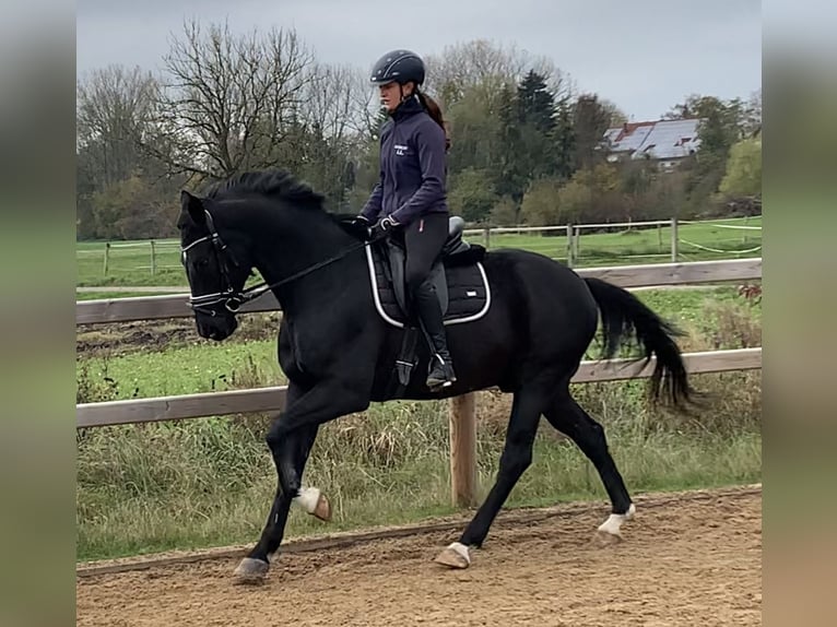 Hanoverian Gelding 5 years 16 hh Black in Weil