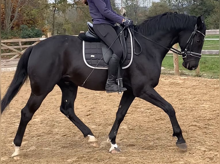 Hanoverian Gelding 5 years 16 hh Black in Weil