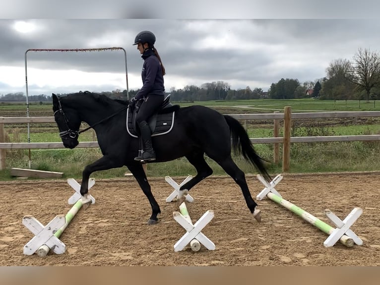 Hanoverian Gelding 5 years 16 hh Black in Weil