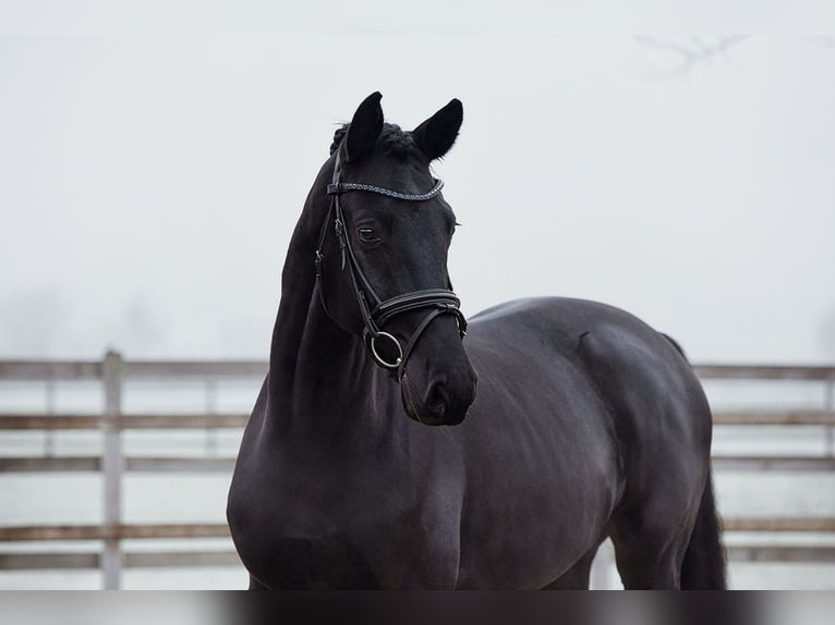 Hanoverian Gelding 5 years 16 hh Black in Riedstadt
