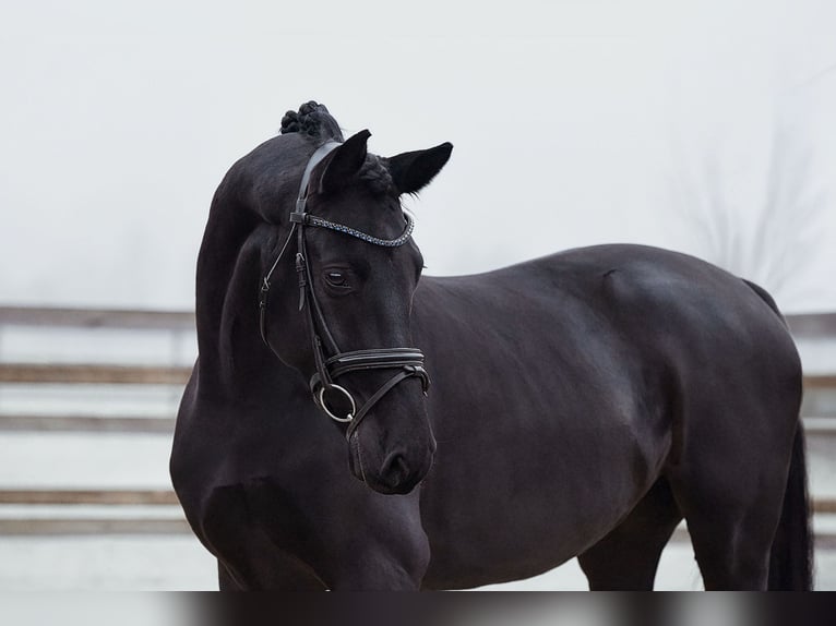 Hanoverian Gelding 5 years 16 hh Black in Riedstadt