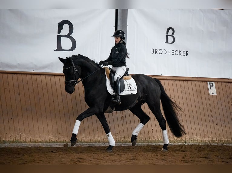 Hanoverian Gelding 5 years 16 hh Black in Riedstadt