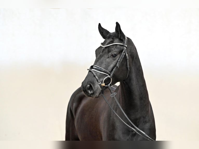 Hanoverian Gelding 5 years 16 hh Black in Saerbeck
