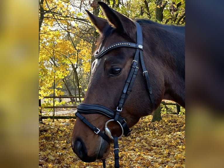 Hanoverian Gelding 5 years 16 hh Brown in Nienburg (Weser)