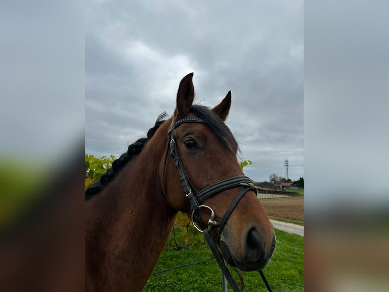Hanoverian Gelding 5 years 16 hh Brown in Abstatt
