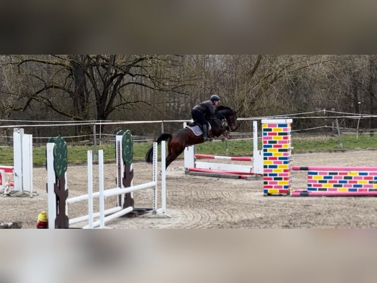 Hanoverian, Gelding, 5 years, 16 hh, Brown