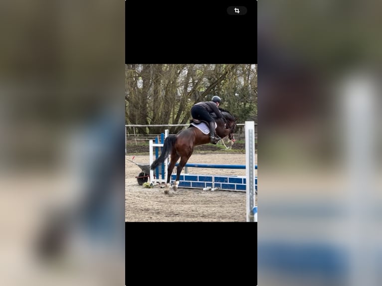 Hanoverian Gelding 5 years 16 hh Brown in Bischofsheim