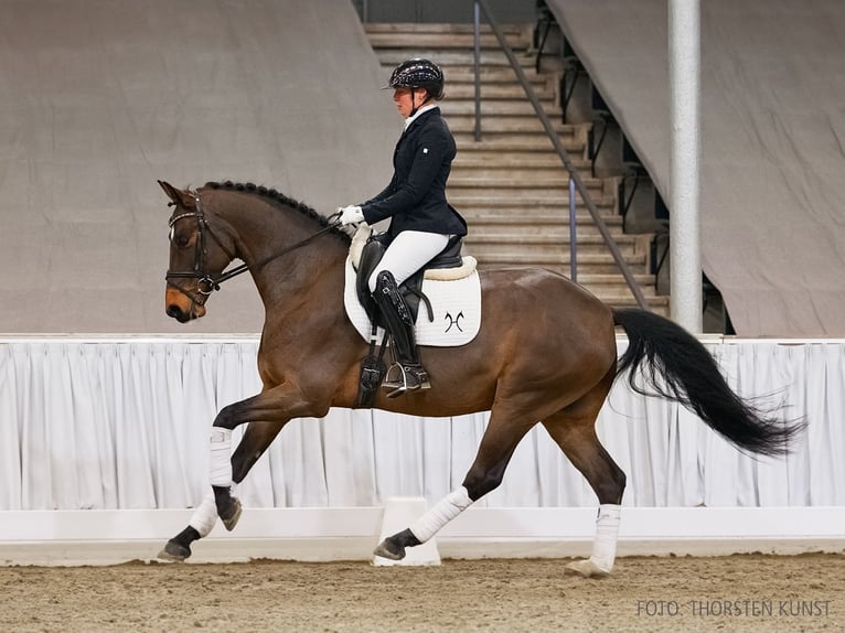 Hanoverian Gelding 5 years 16 hh Brown in Verden