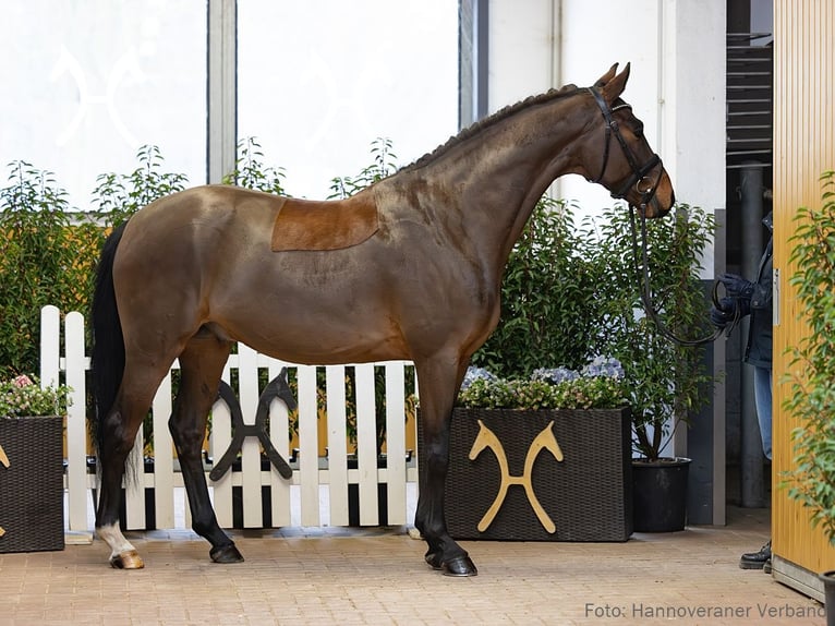 Hanoverian Gelding 5 years 16 hh Brown in Verden