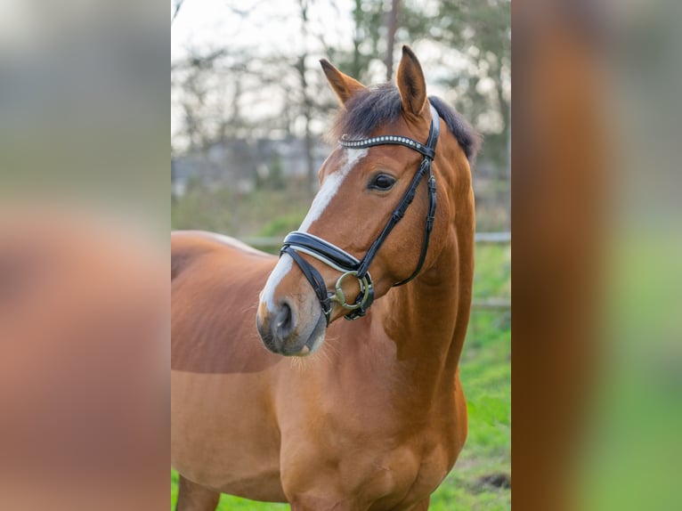 Hanoverian Gelding 5 years 16 hh Brown in Celle