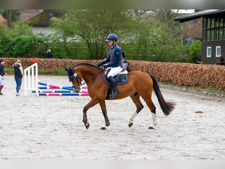 Hanoverian Gelding 5 years 16 hh Brown in Celle