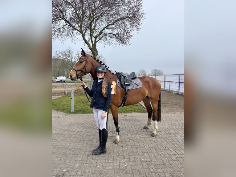 Hanoverian Gelding 5 years 16 hh Brown in Oberkr&#xE4;mer