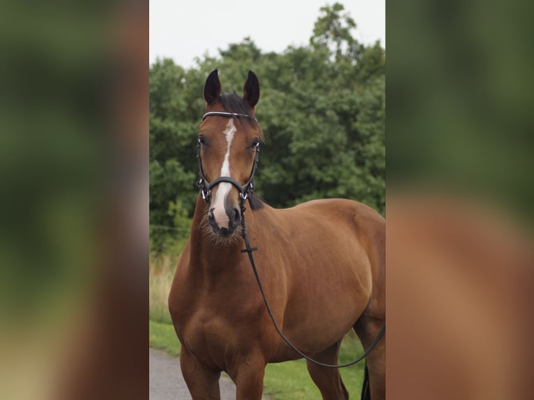 Hanoverian Gelding 5 years 16 hh Brown in Oberkr&#xE4;mer
