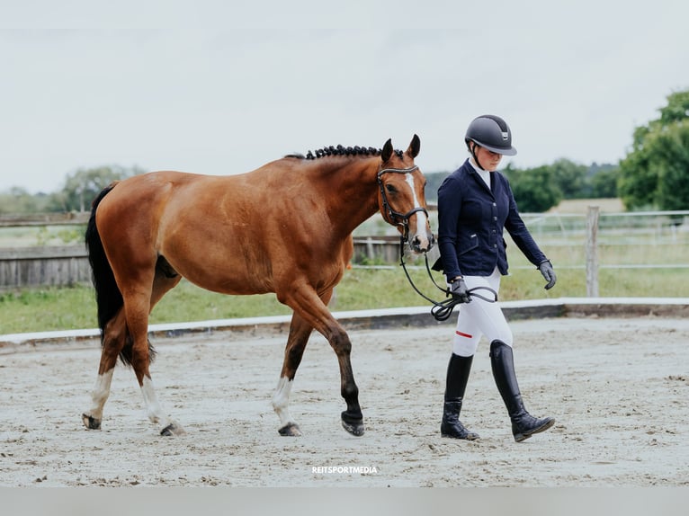 Hanoverian Gelding 5 years 16 hh Brown in Oberkr&#xE4;mer