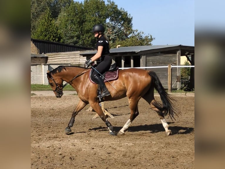 Hanoverian Gelding 5 years 16 hh Brown in Oberkr&#xE4;mer