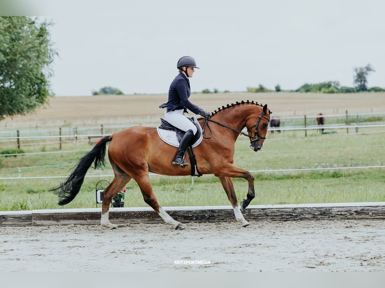 Hanoverian Gelding 5 years 16 hh Brown in Oberkr&#xE4;mer