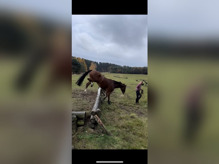Hanoverian Gelding 5 years 16 hh Brown in Oberkr&#xE4;mer