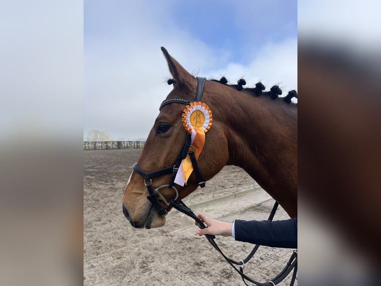 Hanoverian Gelding 5 years 16 hh Brown in Oberkr&#xE4;mer