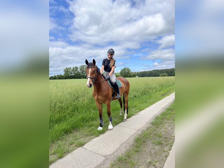 Hanoverian Gelding 5 years 16 hh Brown in Oberkr&#xE4;mer