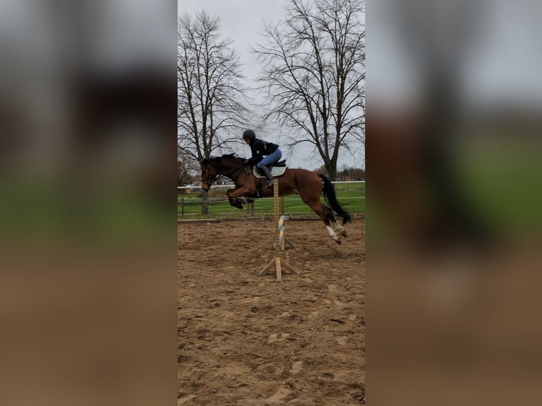 Hanoverian Gelding 5 years 16 hh Brown in Oberkr&#xE4;mer