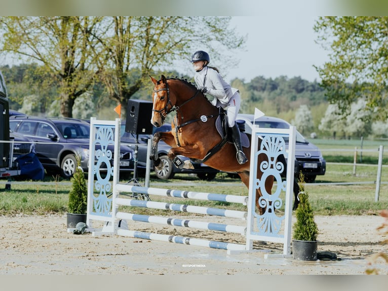 Hanoverian Gelding 5 years 16 hh Brown in Oberkr&#xE4;mer