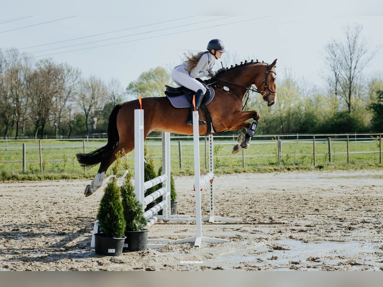 Hanoverian Gelding 5 years 16 hh Brown in Oberkr&#xE4;mer