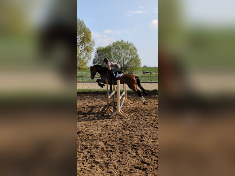 Hanoverian Gelding 5 years 16 hh Brown in Oberkr&#xE4;mer