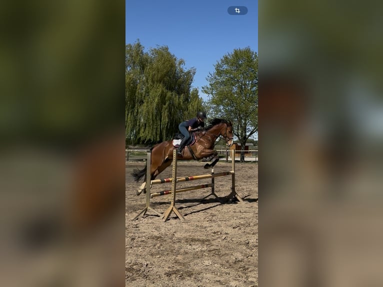 Hanoverian Gelding 5 years 16 hh Brown in Oberkr&#xE4;mer