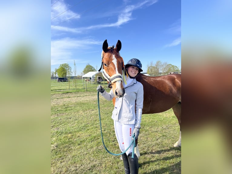 Hanoverian Gelding 5 years 16 hh Brown in Oberkr&#xE4;mer